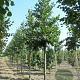 Tilia europaea 'Euchlora' 14-16 HO draadkluit 3 X verplant