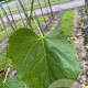 Tilia europaea 'Euchlora' 18-20 HO draadkluit verplant