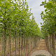 Tilia europaea 'Pallida' 10-12 HO draadkluit 3 X verplant