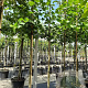 Tilia europaea 'Pallida' 10-12 HO container 