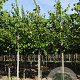 Tilia europaea 'Pallida' 12-14 HO draadkluit