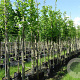 Tilia plat. 'Delft' 18-20 HO container 125 cm stam LEIVORM