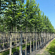 Ulmus glabra 10-12 HO container 