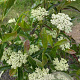 Viburnum nudum 150-175 cm draadkluit struik