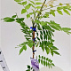 Wisteria sinensis 'Prolific' 100-125 cm rozenpot 2L