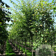 Zelkova serrata Green Vase 14-16 HO draadkluit 3 X verplant