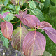 Cornus controversa 150-175 cm draadkluit meerstammig 80-100 breed