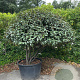Elaeagnus ebbingei 175-200 cm container meerstammig