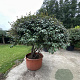 Elaeagnus ebbingei 175-200 cm container meerstammig