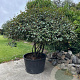 Elaeagnus ebbingei 175-200 cm container meerstammig