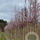 Prunus cer. 'Nigra' 12-14 HO draadkluit