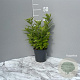 Lysimachia punctata GM 2,0L