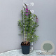 Lythrum salicaria GM 2,0L