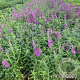 Lythrum salicaria GM 2,0L