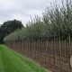 Prunus serrula 12-14 HO draadkluit