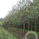 Prunus serrula 14-16 HO draadkluit