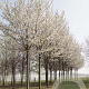 Prunus 'Umineko' 35-40 HO draadkluit