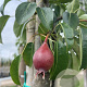 Pyrus c. 'Bonne Louise d'Avranches' 12-14 HO container