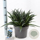 Mangave Mad About Mangave P Express 30-35 cm 5,0L