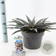Mangave Mad About Mangave Series 30-35 cm 5,0L