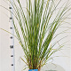 Cortaderia selloana 40-50 cm 2,5L