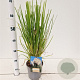 Cortaderia selloana 40-50 cm 2,5L