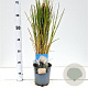 Cortaderia selloana 40-50 cm 2,5L