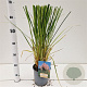 Cortaderia s. 'Rosea' 40-50 cm 2,5L