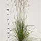 Deschampsia cesp. 'Goldschleier' 60-80 cm 4,0L