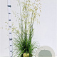 Deschampsia cesp. 'Goldschleier' 60-80 cm 4,0L