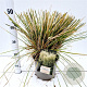 Deschampsia cesp. 'Goldschleier' 60-80 cm 4,0L