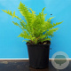 Matteuccia struthiopteris GM 2,0L