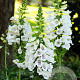 Digitalis purp. 'Dalmatian White' GM  P11