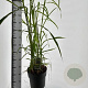 Miscanthus giganteus 60-80 cm 12L