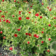 Potentilla atrosanguinea GM  P11