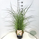 Miscanthus sinensis 'Yakushima Dwarf' 50-60 cm 20L