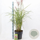 Miscanthus sin. 'Ferner Osten' 60-100 cm 12L
