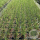 Miscanthus sin. 'Flamingo' GM 2,0L