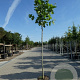 Platanus hispanica 'Malburg' 12-14 HO container