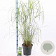 Miscanthus sin. 'Gracillimus' 50-80 cm 6,5L