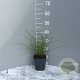 Miscanthus sin. 'Graziella' GM 2,0L