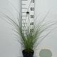 Miscanthus sin. 'Graziella' GM 2,0L