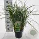 Miscanthus sin. 'Little Zebra' 50-80 cm 6,5L