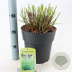 Miscanthus sin. 'Little Zebra' 50-80 cm 6,5L