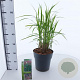Miscanthus sin. 'Malepartus' 50-80 cm 6,5L