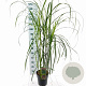 Miscanthus sin. 'Malepartus' 50-80 cm 6,5L