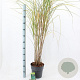 Miscanthus sin. 'Malepartus' 50-80 cm 6,5L