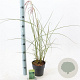 Miscanthus sin. 'Morning Light' 30-60 cm 2,0L