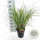Miscanthus sin. 'Red Chief' 50-80 cm 6,5L