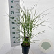 Miscanthus sin. Red Cloud 30-40 cm 2,0L